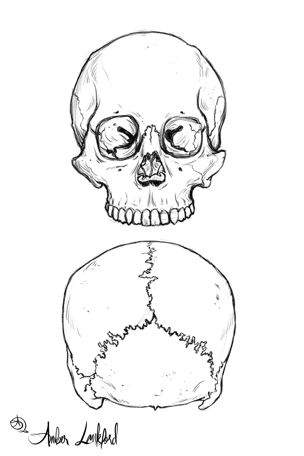 Skull, Anterior and Posterior views