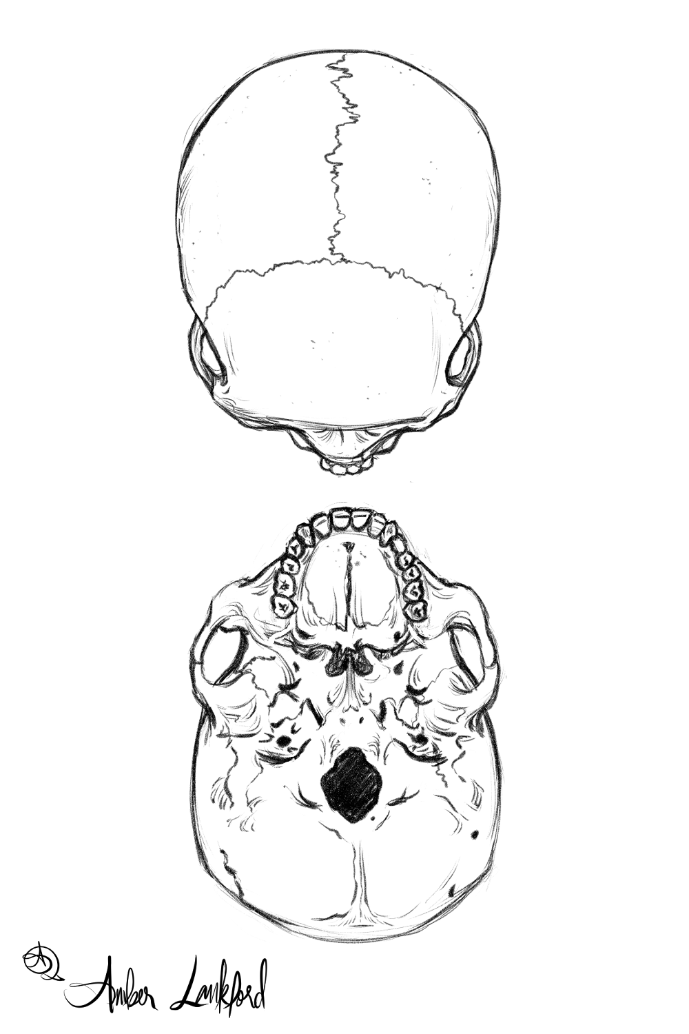Skull, Superior and Inferior views